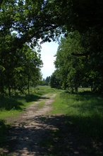 Waldweg