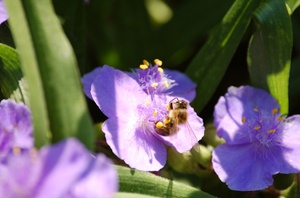 Bienenblüte