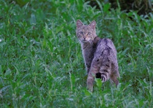 Wildkatze in freier Wildbahn!!!