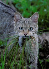 Wildkatze in freier Wildbahn II