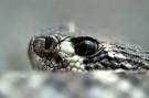 Klapperschlangen Portrait