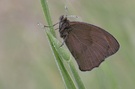 unbekannter Schmetterling