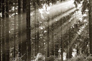 Winterwald in Sepia-Tonung