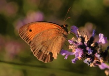 Sonnenbad im Lavendel (Großes Ochsenauge)