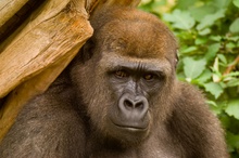 Gorilla-Potrait