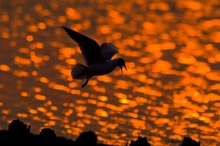 Lachmöwe im Abendlicht