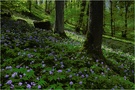 Frühling im Wald