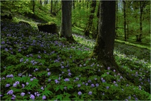 Frühling im Wald