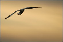 Lachmöwe (Larus ridibundus)