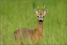 Rehbock *Capreolus capreolus* [ND]