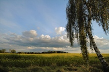 Abendstimmung über dem Rapsfeld