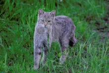 Wildkatze in freier Wildbahn IV