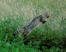 Wildkatze in freier Wildbahn V