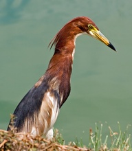 Pond Heron Doppelpack I