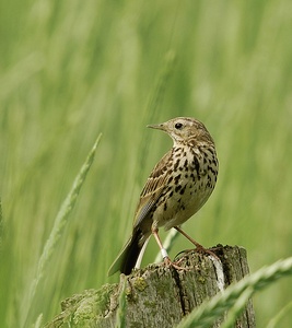 Wiesenpieper