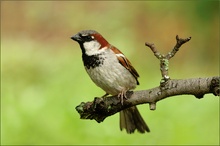 Sperling (Passer domesticus)