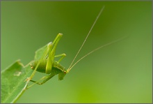 Der kleine Akrobat