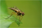 Fliege ND