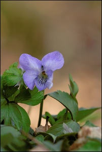 Duftveilchen - Märzveilchen (Viola odorata )