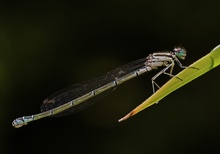 Hufeisen - Azurjungfer