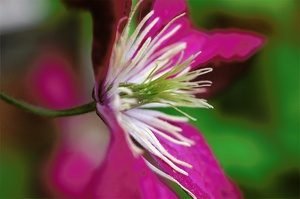 Clematis