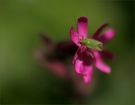 Auch Wanzen erfreuen sich an Blumen