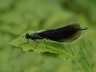 Prachtlibelle