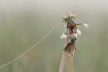 Pusteblume und Marienkäfer