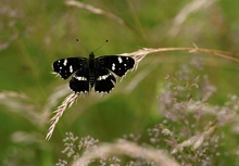 Schmetterling