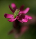 Auch Wanzen erfreuen sich an Blumen [reload]