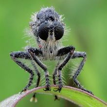 schlafender Räuber