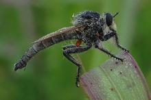 Schlafende Raubfliege seitlich