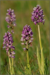 Helm-Knabenkraut *Orchis militaris* [ND]