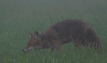 Rotfuchs im Nebel