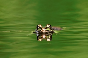 Frosch im Wasserspiegel