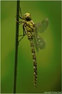 Mosaikjungfer (Aeshna cyanea)
