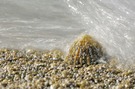 Strandmakro ...