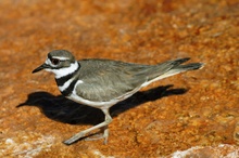 Killdeer