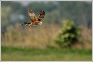 Rohrweihe (Circus aeruginosus)