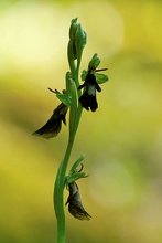 Fliegenragwurz [Ophrys insectifera]