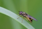 Keine-Ahnung-Fliege