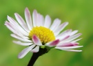 Gänseblümchen