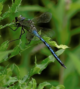 Libelle mit Beute