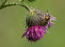 Biene an Distelblüte