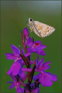 Dickkopffalter auf Sumpfknabenkraut *Orchis palustris* [ND]