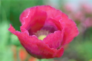 Gartenmohn