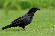 Rabenkrähe (Corvus corone)