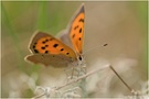 kleiner Feuerfalter   (Lycaena phlaeas)