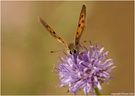 kleiner Feuerfalter  (Lycaena phlaeas)
