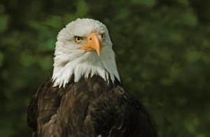 Weißkopfseeadler